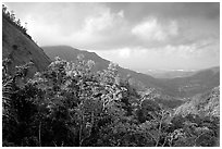 Tropical forest and hills. Puerto Rico (black and white)