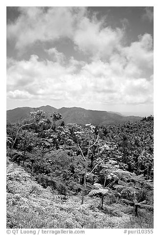 Hills covered with tropical forest. Puerto Rico (black and white)