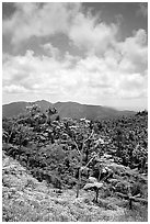 Hills covered with tropical forest. Puerto Rico ( black and white)