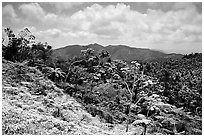 Tropical forest on hill. Puerto Rico ( black and white)