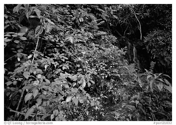 Flowers, lush foliage, and waterfall in rain forest, El Yunque, Carribean National Forest. USA (black and white)