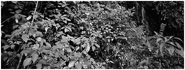 Tropical forest scenery with flowers and waterfall. Puerto Rico (Panoramic black and white)