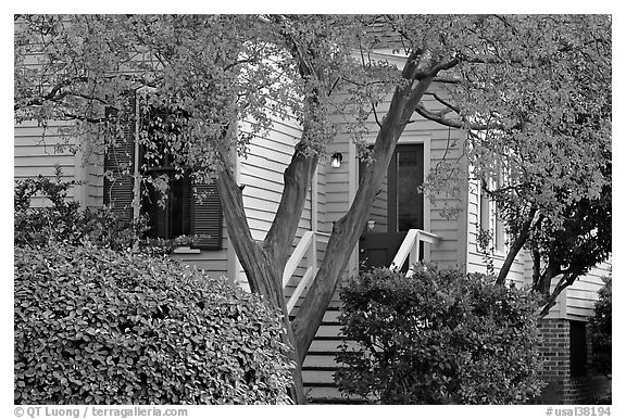 Tree in fall color and house. Montgomery, Alabama, USA (black and white)