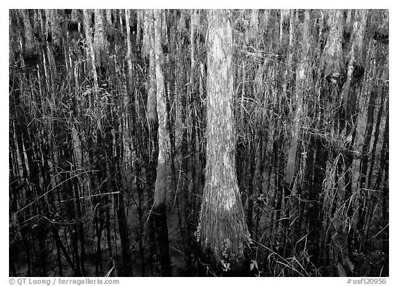 Cypress. USA (black and white)