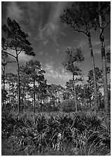 Palmeto and tall pine trees, Corkscrew Swamp. Corkscrew Swamp, Florida, USA ( black and white)