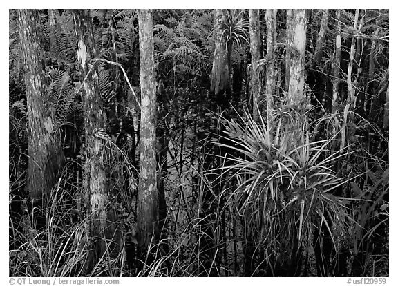 Bromeliads and cypress growing in swamp, Corkscrew Swamp. Corkscrew Swamp, Florida, USA (black and white)
