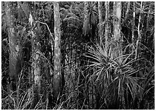 Bromeliads and cypress growing in swamp, Corkscrew Swamp. Corkscrew Swamp, Florida, USA (black and white)
