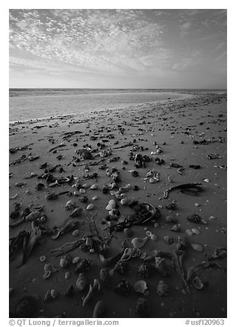 Shells washed-up on shore. USA (black and white)