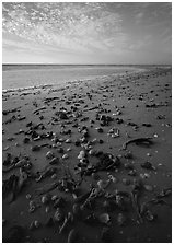 Shells washed-up on shore, Sanibel Island. Florida, USA ( black and white)
