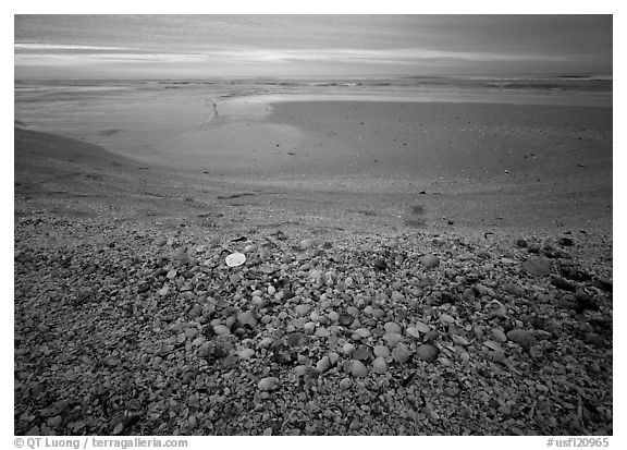 Beach covered with sea shells, sand dollar, shore bird, sunrise. USA (black and white)