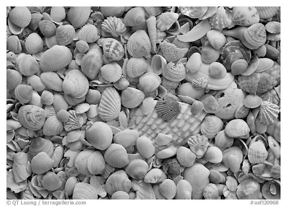Close-up of shells with pastel colors, Sanibel Island. Florida, USA (black and white)