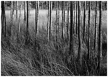 Grasses and trees at edge of swamp, Corkscrew Swamp. Corkscrew Swamp, Florida, USA ( black and white)