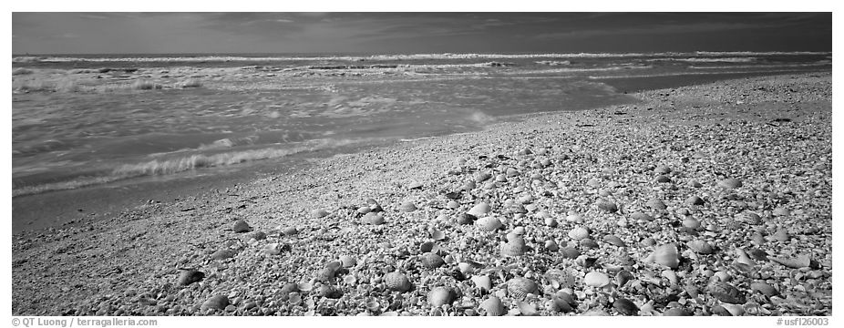 Shell-covered beach, Sanibel Island. Florida, USA (black and white)