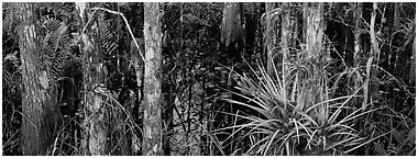 Bromeliad in swamp landscape. Corkscrew Swamp, Florida, USA (Panoramic black and white)