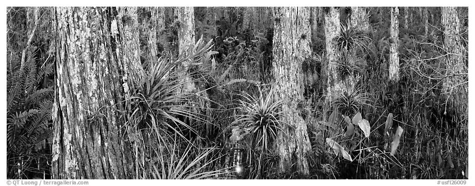 Swamp landscape with flowers. Corkscrew Swamp, Florida, USA (black and white)