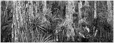 Swamp landscape with flowers. Corkscrew Swamp, Florida, USA (Panoramic black and white)