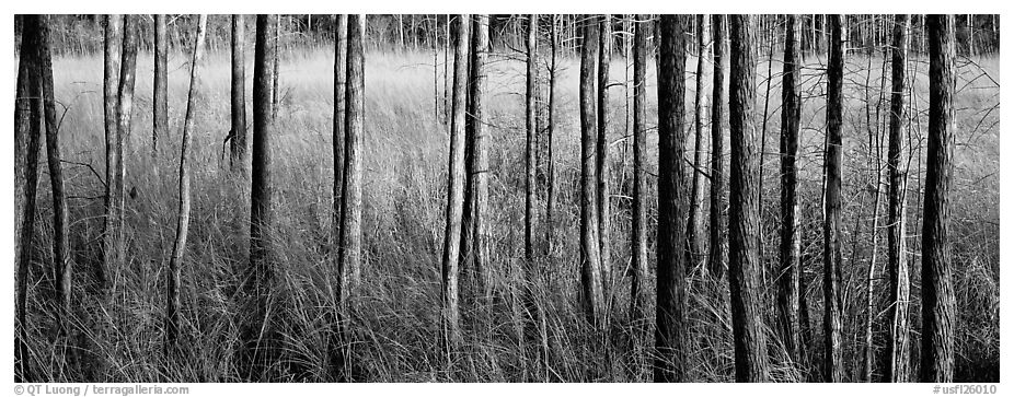 Landscape with trees and grasses. Corkscrew Swamp, Florida, USA (black and white)