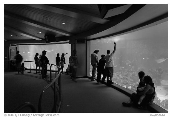 Aquarium, Walt Disney World. Orlando, Florida, USA (black and white)