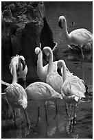 Pink flamingos, Animal Kingdom Theme Park, Walt Disney World. Orlando, Florida, USA ( black and white)