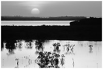 Sunset on mangroves. The Keys, Florida, USA (black and white)