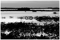 Mangroves at dusk, Cudjoe Key. The Keys, Florida, USA (black and white)