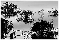 Detail of mangrove shapes, Cudjoe Key. The Keys, Florida, USA ( black and white)