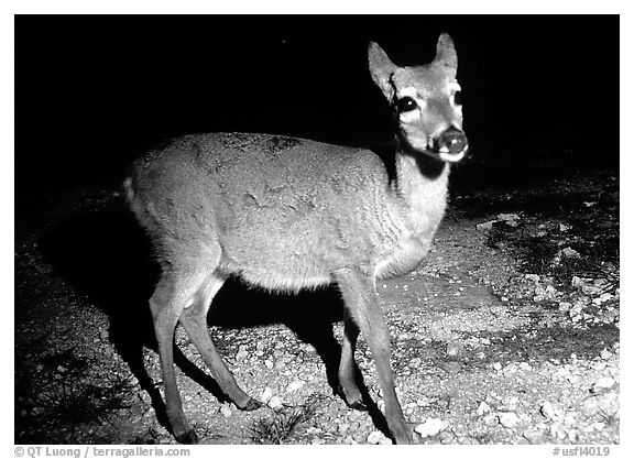 Endangered Key Deer at night, Big Pine Key. The Keys, Florida, USA (black and white)
