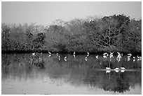 Pond with wading birds, Ding Darling NWR, Sanibel Island. Florida, USA ( black and white)