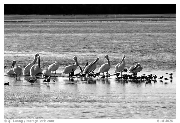 Pelicans and smaller birds, Ding Darling National Wildlife Refuge, Sanibel Island. Florida, USA (black and white)