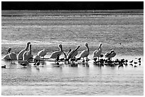 Pelicans and smaller birds, Ding Darling National Wildlife Refuge, Sanibel Island. Florida, USA ( black and white)