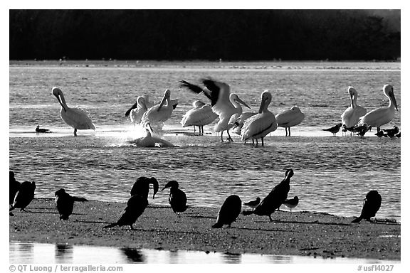 Pelicans splashing, smaller birds standing,  Ding Darling NWR, Sanibel Island. Florida, USA (black and white)
