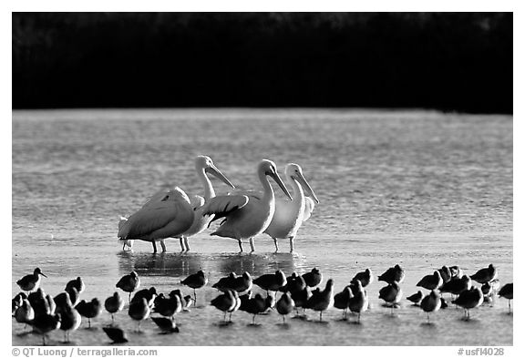 Pelicans dwarf other wading birds, Ding Darling NWR. Florida, USA (black and white)