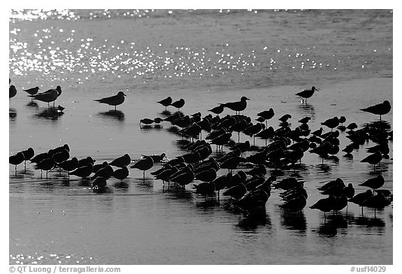 Flock of migrating birds, Ding Darling National Wildlife Refuge, Sanibel Island. Florida, USA