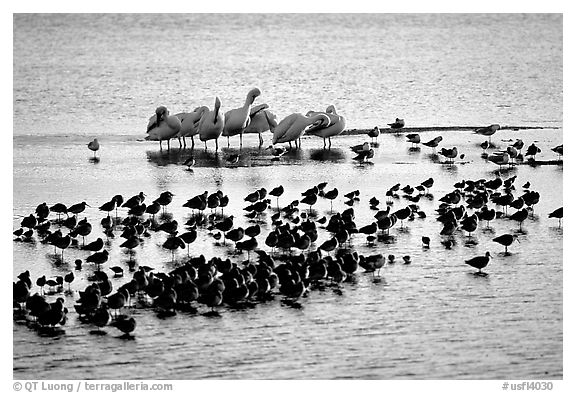 Large gathering of birds, Ding Darling National Wildlife Refuge, Sanibel Island. Florida, USA (black and white)