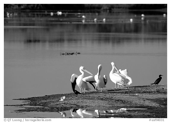 Wading birds in large pond, Ding Darling National Wildlife Refuge, Sanibel Island. Florida, USA (black and white)