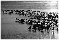 Large flock of birds at sunset, Ding Darling NWR. Florida, USA ( black and white)