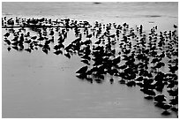 Flock of birds with sunset colors reflected, Ding Darling NWR, Sanibel Island. Florida, USA (black and white)