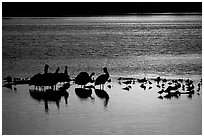 Pelicans and other birds at sunset, Ding Darling NWR, Sanibel Island. Florida, USA ( black and white)