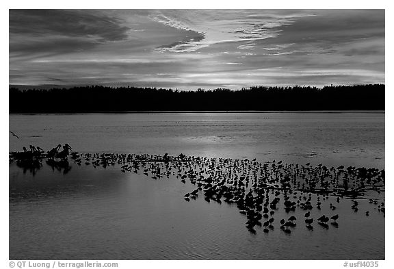 Large pond with birds at sunset under colorful sky, Ding Darling NWR. Florida, USA (black and white)