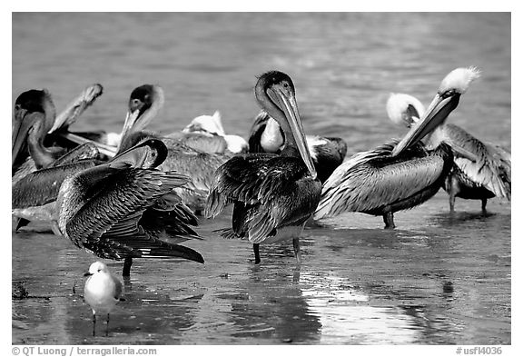 Pelicans, Sanibel Island. Florida, USA (black and white)