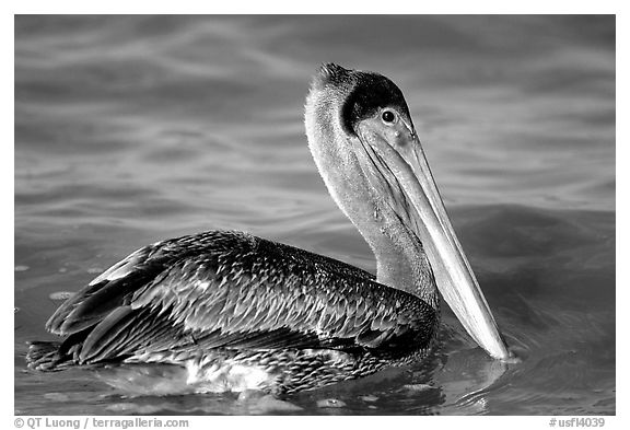 Pelican floating on water, Sanibel Island. Florida, USA (black and white)