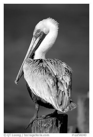 Pelican perched on pilar, Sanibel Island. Florida, USA (black and white)