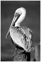 Pelican perched on pilar, Sanibel Island. Florida, USA ( black and white)