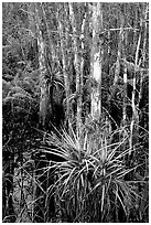 Bromeliads and cypress. Corkscrew Swamp, Florida, USA ( black and white)