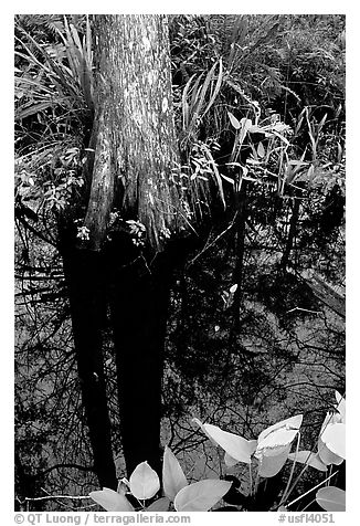 Large cypress reflected in swamp. Florida, USA (black and white)