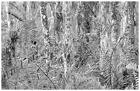 Trunks covered with red lichen, Loxahatchee National Wildlife Refuge. Florida, USA (black and white)