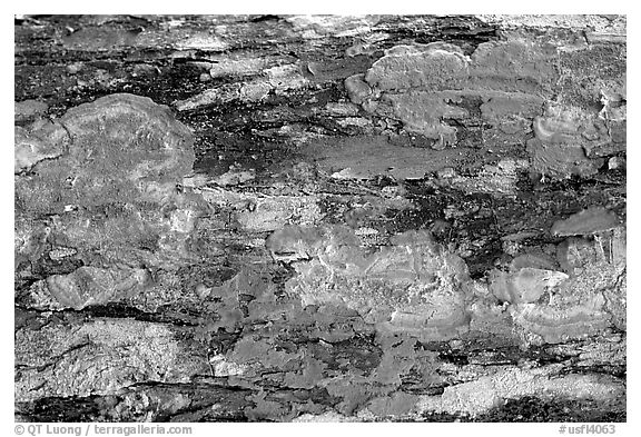 Red lichen detail, Loxahatchee NWR. Florida, USA (black and white)