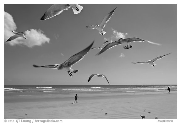 Seagulls and Atlantic beach, Jetty Park. Cape Canaveral, Florida, USA (black and white)