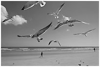 Seagulls and Atlantic beach, Jetty Park. Cape Canaveral, Florida, USA ( black and white)