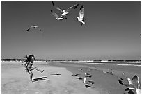 Beach with flying seagulls and girl, Jetty Park. Cape Canaveral, Florida, USA ( black and white)